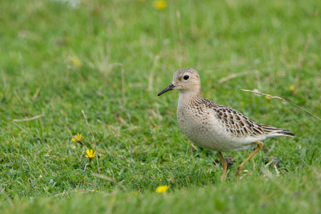 Photo of Buff-Breasted Sandpiper